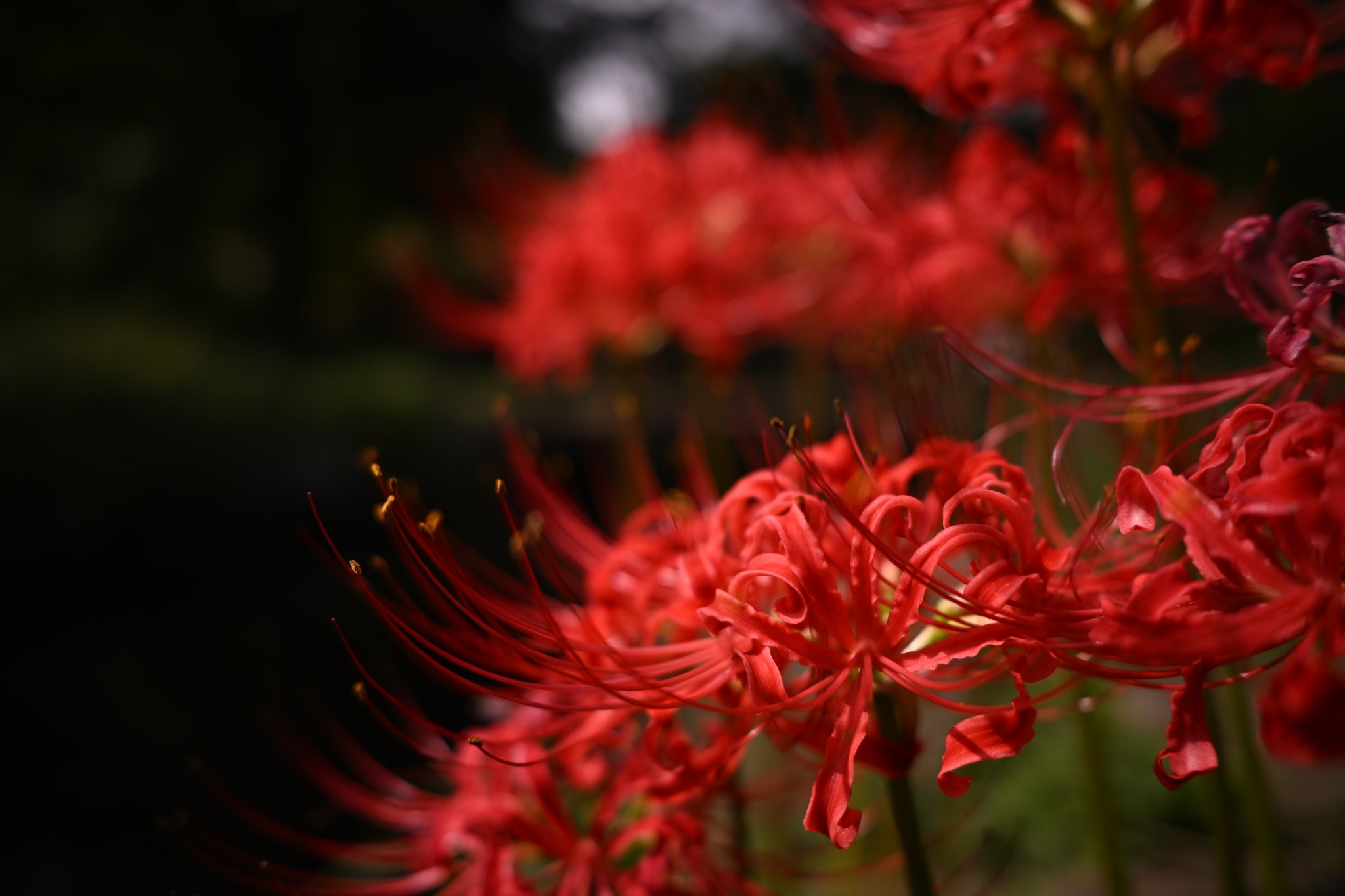 原画 「赤い花」 河原崎奨堂」の検索結果