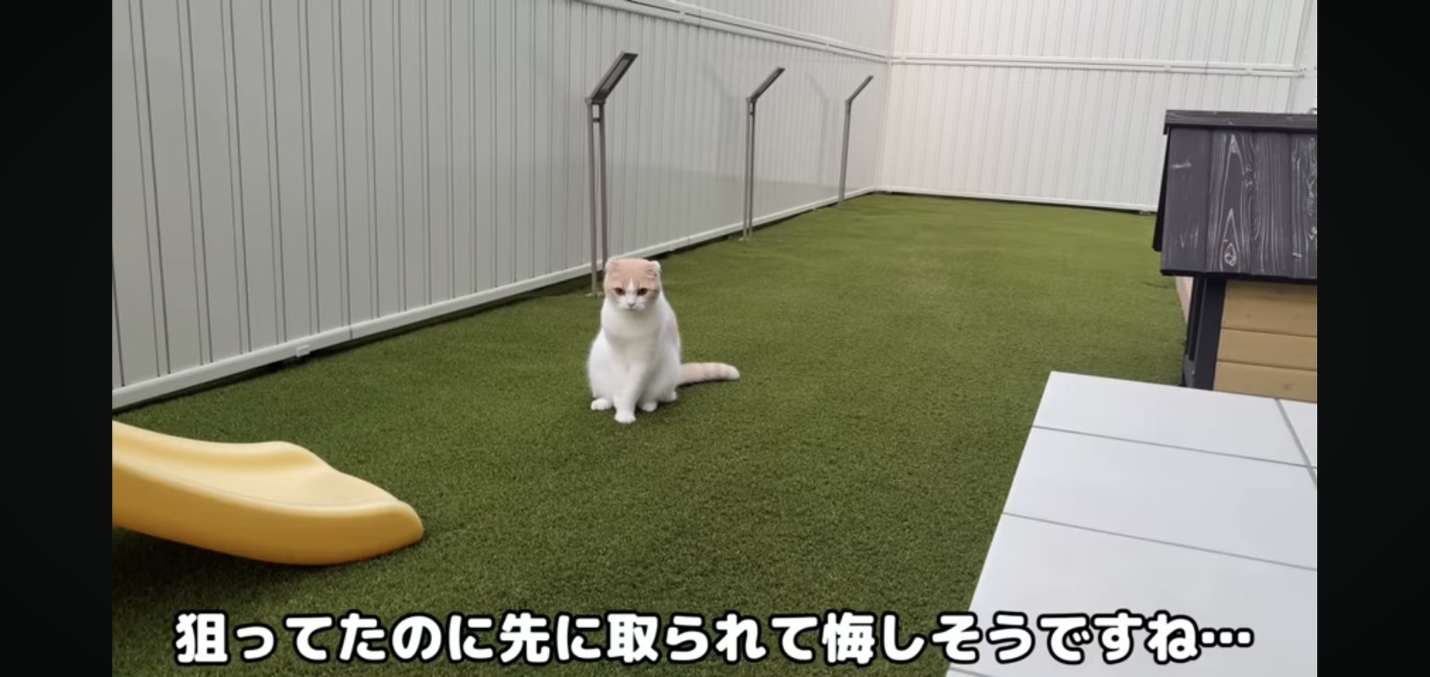 もちまるプロフィール必読 iPhone画面交換 When I bought a new vacuum cleaner, my cat rolled around and