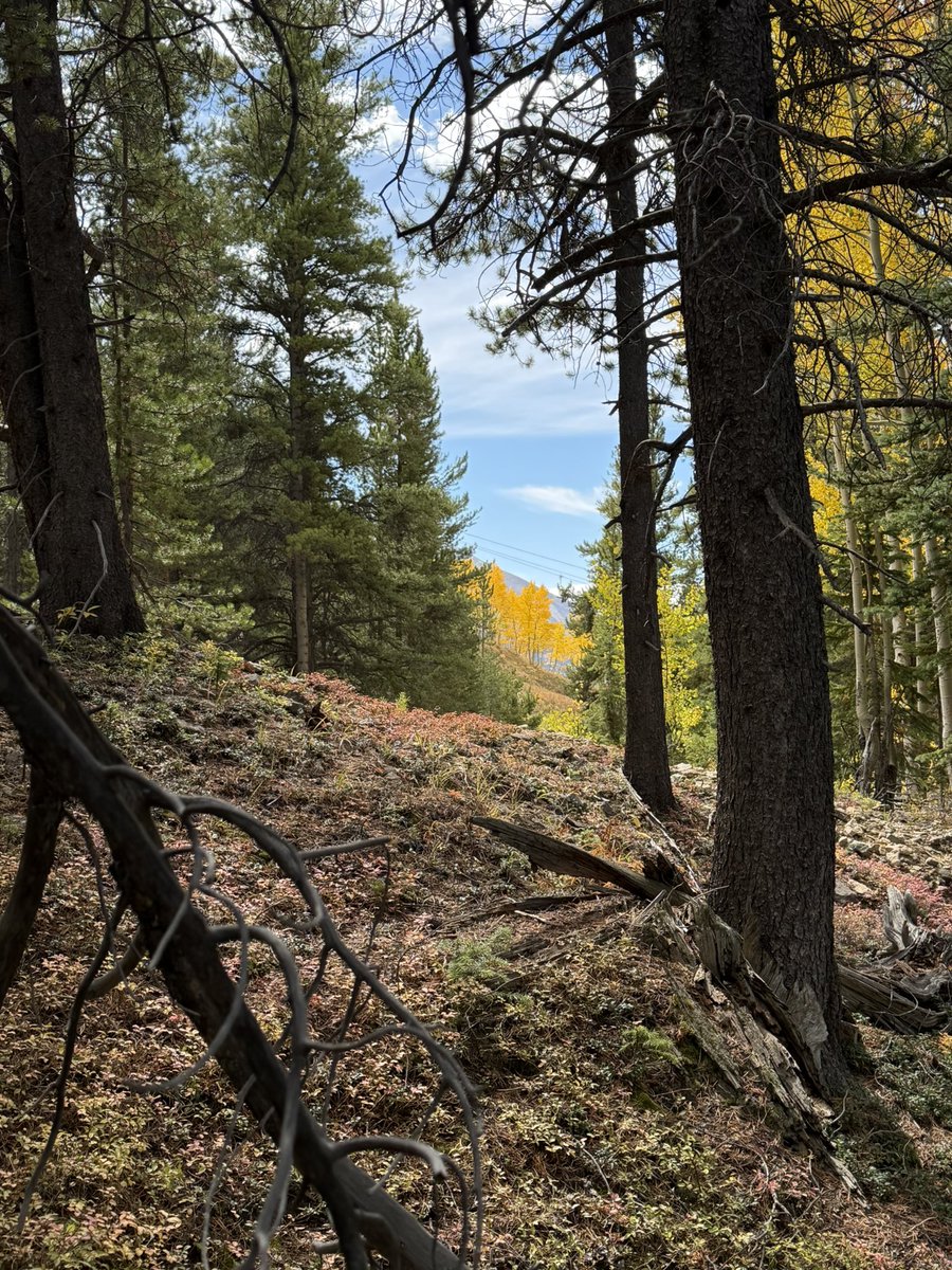 djchamberlin's tweet image. What a spectacular day in #CrestedButte #leafpeeping.