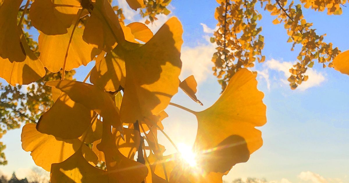 This week's oasis of selected sanities, in a single place – how humanity saved the ginkgo, Fernando Pessoa on unselfing into your most authentic self, Rachel Carson on wonder as an antidote to self-destruction mailchi.mp/themarginalian…