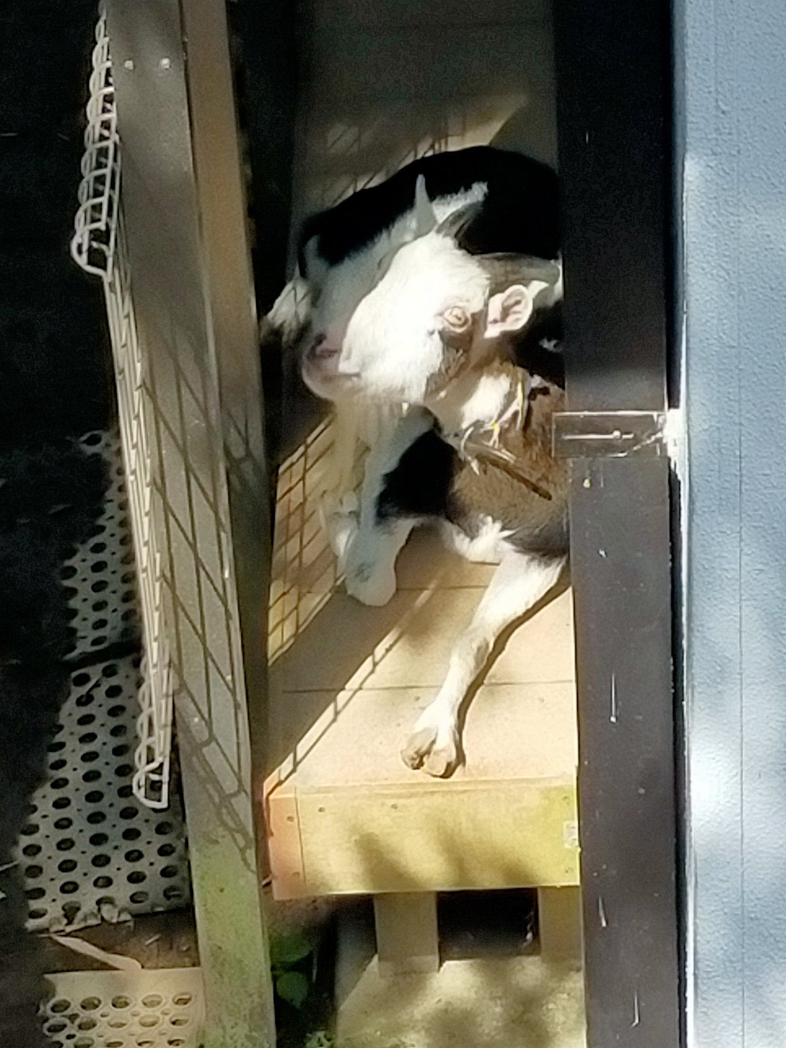 購入決定　ヤギ やぎ - Search / X