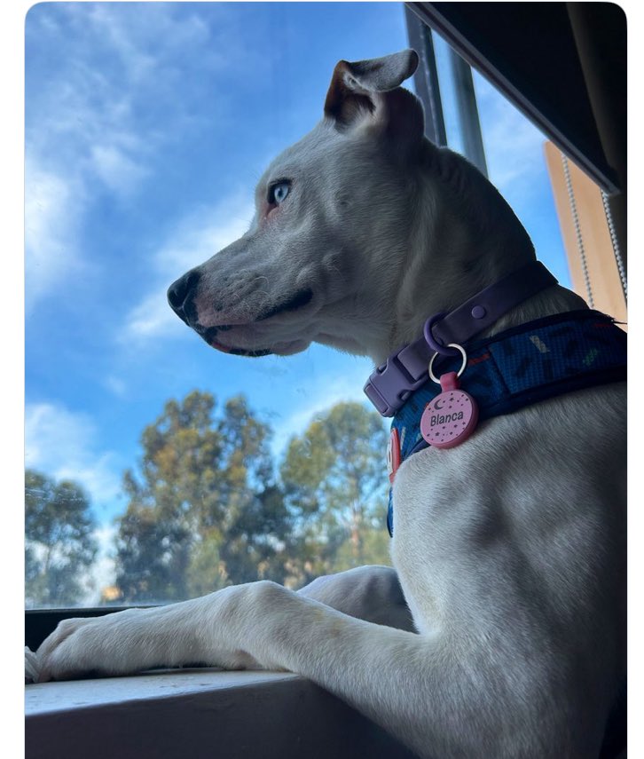 Ayuda porfa en Viña / playa ancha que se perdió la Blanquita 🙏🏼🙏🏼🙏🏼🙏🏼 <a href="/carlitalabra/">Carla Labra Díaz</a> <a href="/carolinapinoc/">Caro 🌲 C.</a> <a href="/no_tan_obvia/">pil</a>