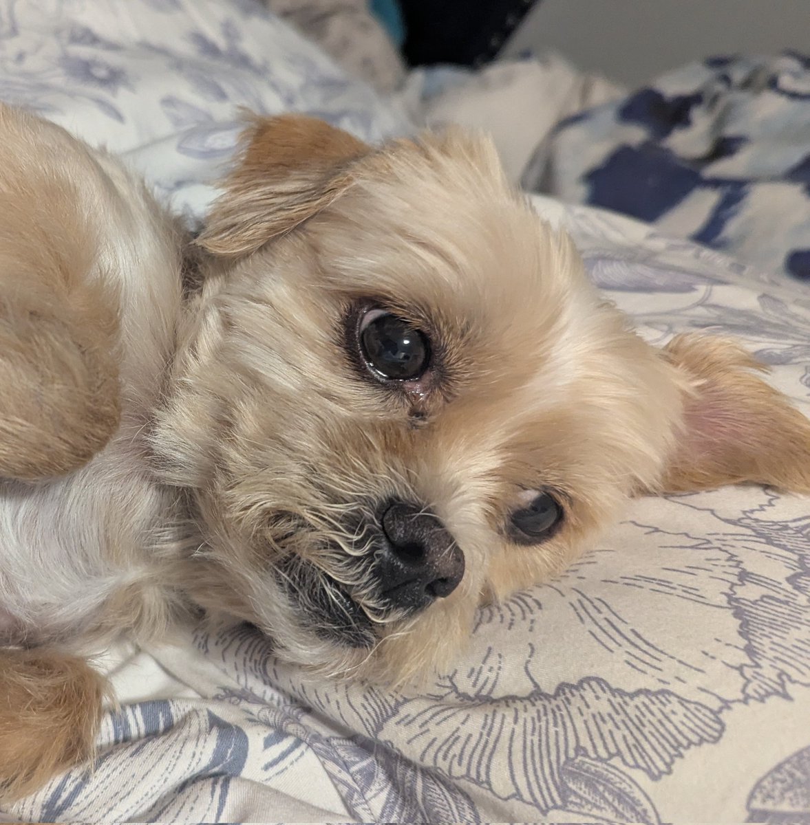 He looks worried. #kevinthedog