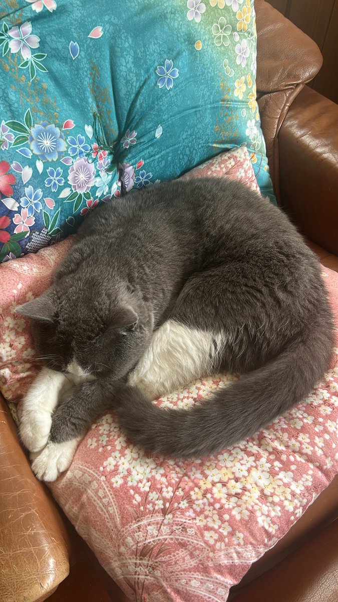 今日はCSOさんところに気になることを聞きに行くDAY

ネッコはくつろいでます