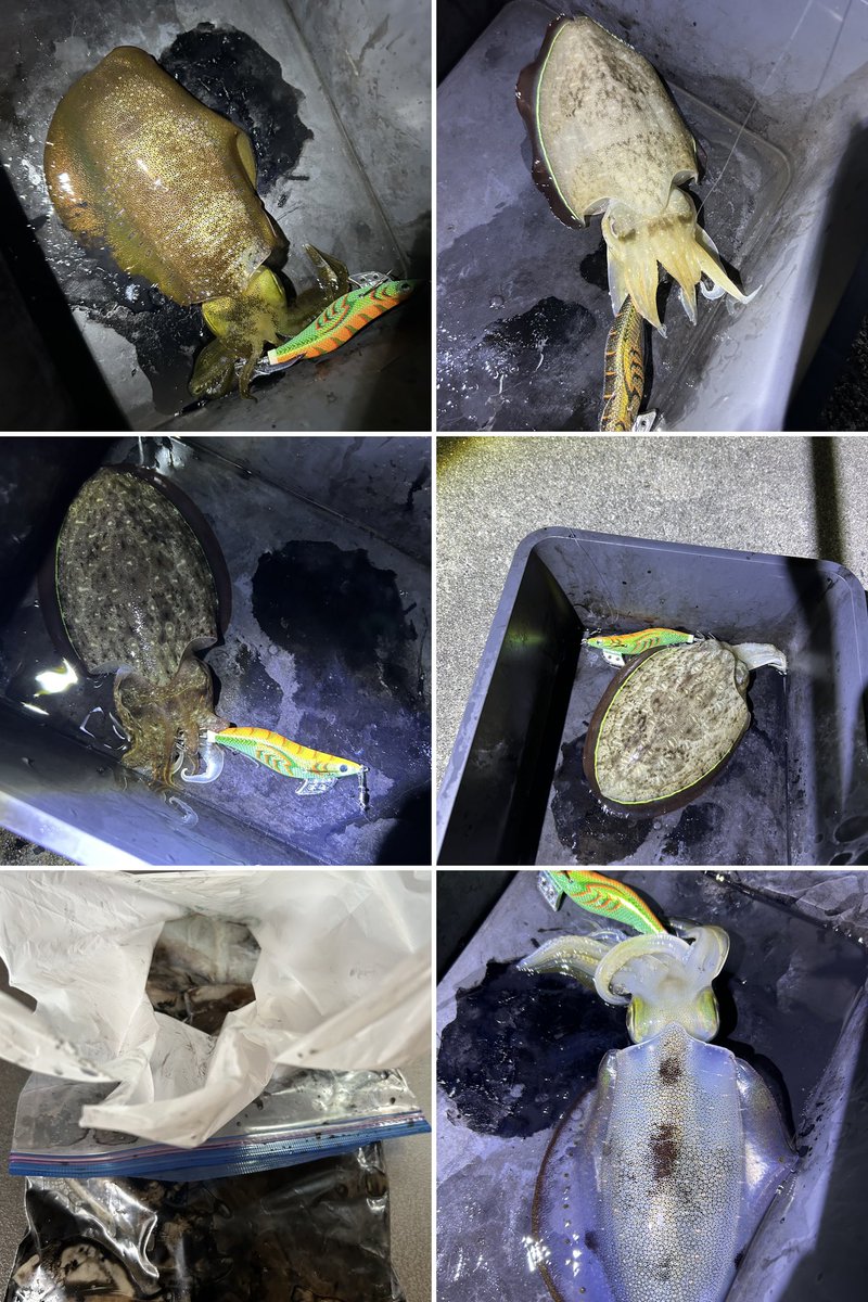 アオリが少なかったなあ😅コウイカはめっちゃ釣れる😆
エギ色々チェンジして結局グリーンエナジーしか釣れんけどどゆこと？
アオリ2コウイカ7

#しまなみ
#エギング
#新規開拓ポイント
#沖漬け