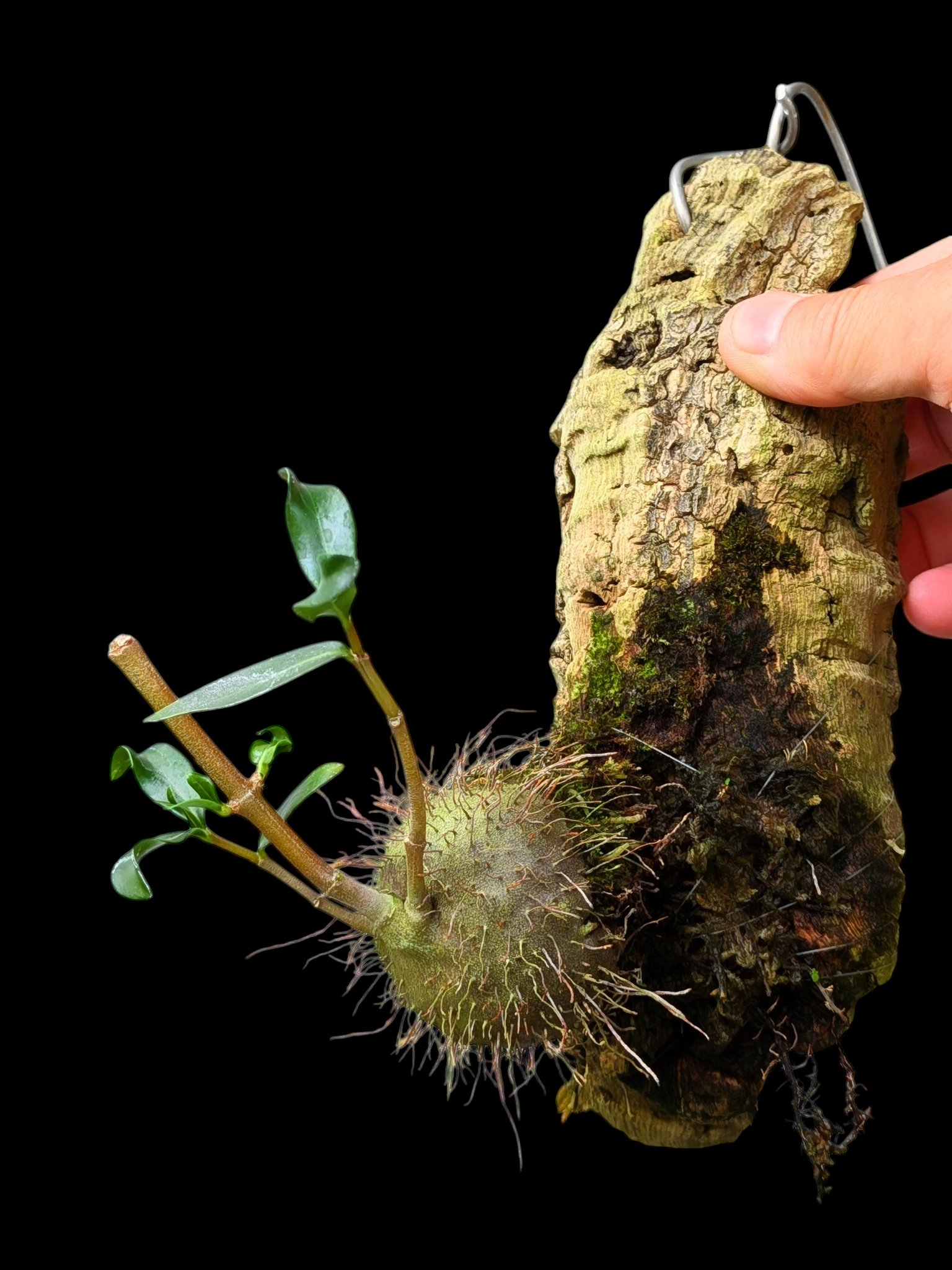 まさまる　アリ植物 まさまる アリ植物 アリ植物 - Search / X