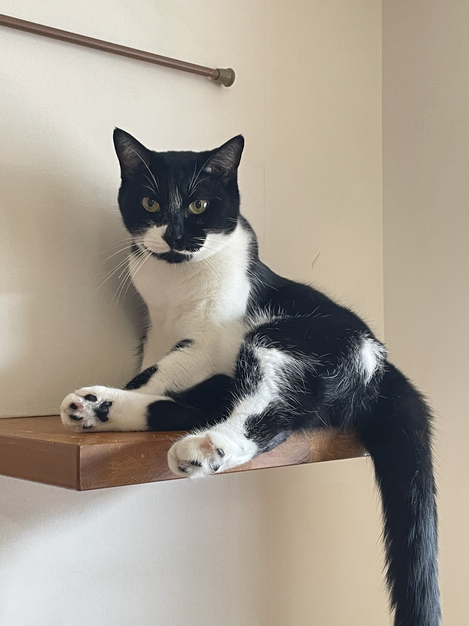 猫柴様おまとめ4点 猫柴様おまとめ4点 猫柴様おまとめ4点