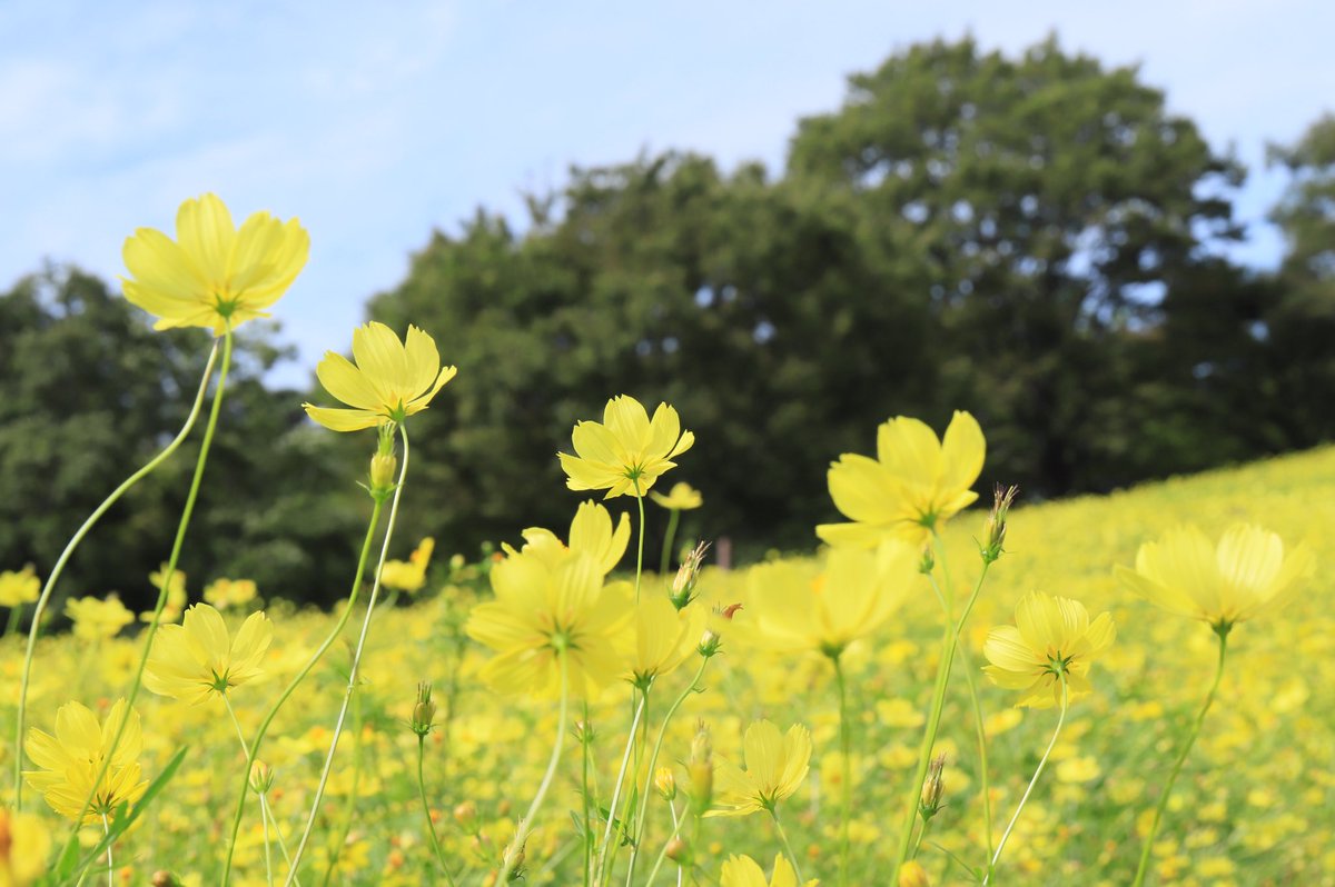 ahanablog's tweet photo. 昭和記念公園【キバナコスモス畑】を歩いて～花写真散歩2025年9月 https://t.co/3xScW1HOtd @YouTubeより
#昭和記念公園
#キバナコスモス
#レモンブライト
#コスモスまつり
#花　植物 https://t.co/MRrjSgSzPQ