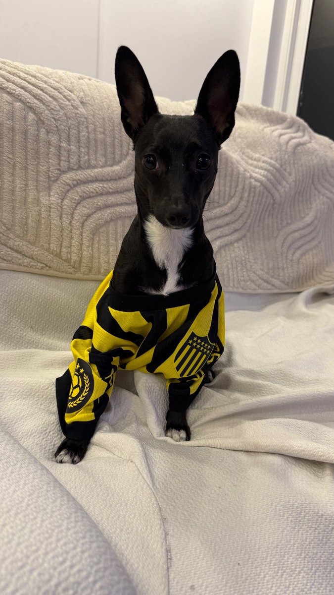 Andrea Peña Torino tweet media