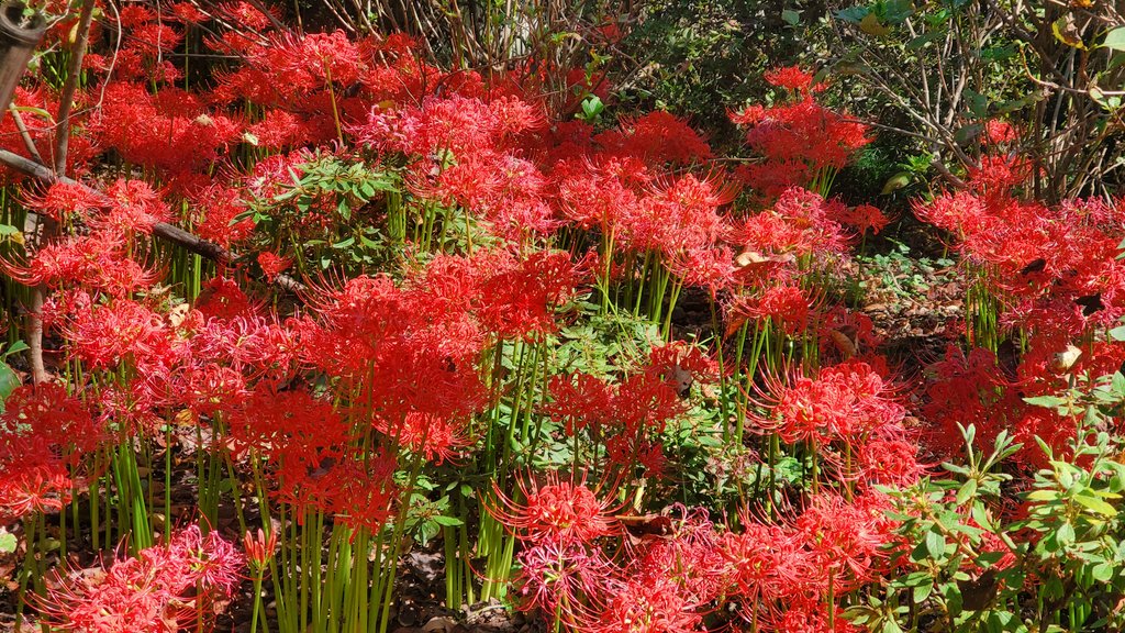 曼珠沙華みにきた