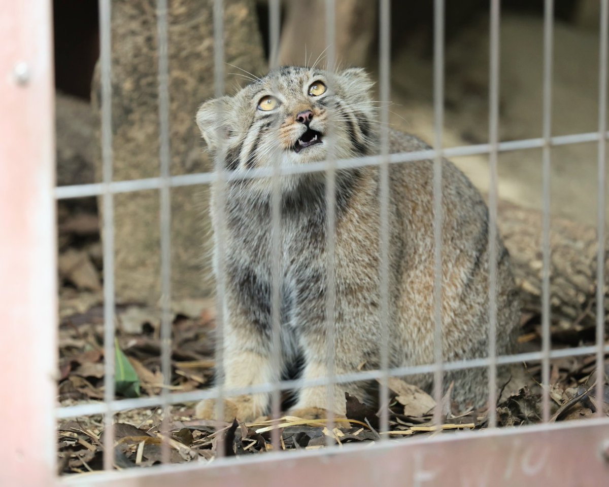 マヌルネコ 名古屋市東山動植物園 on X: 