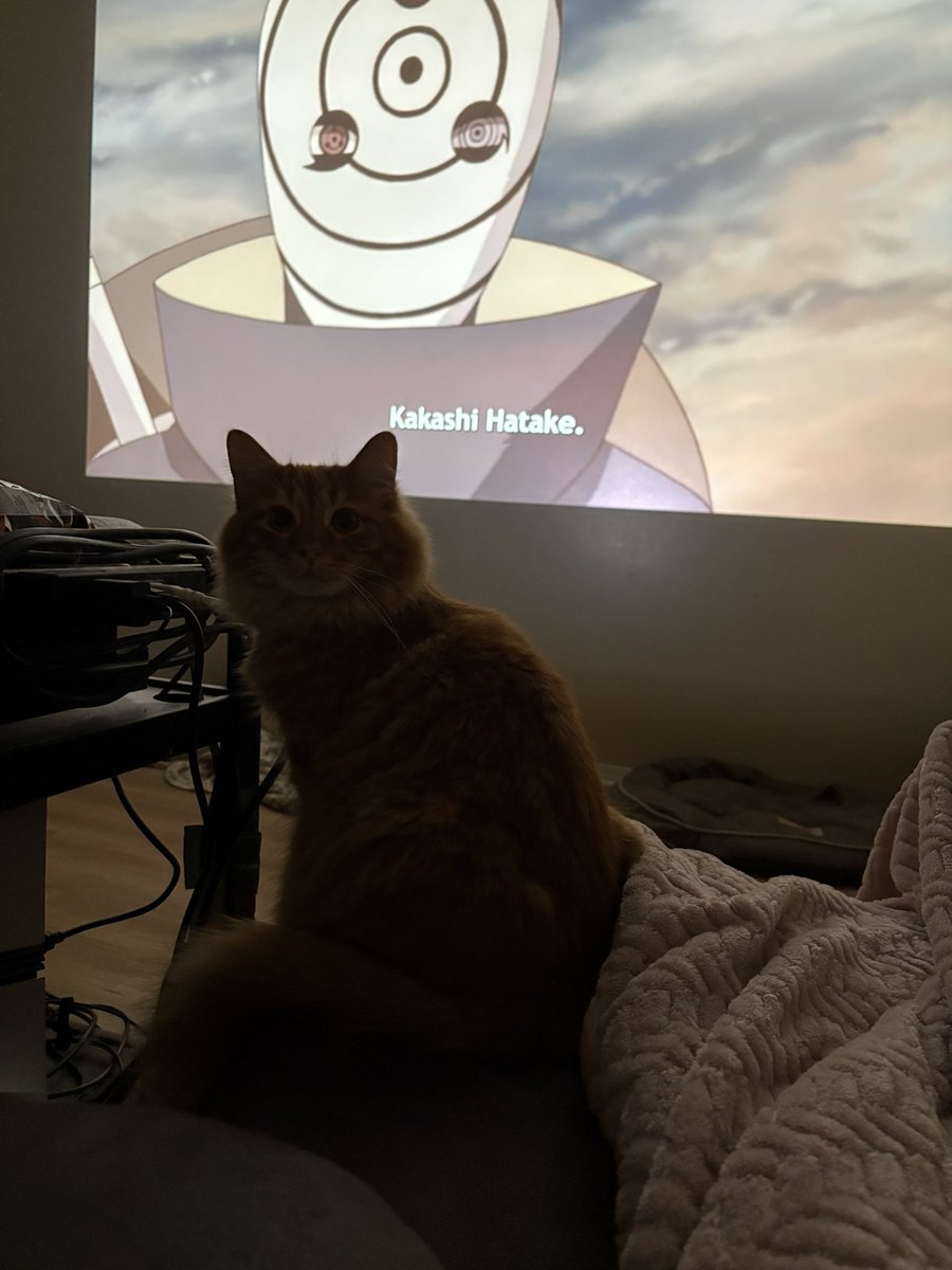morgan___alyssa's tweet photo. Every night we sit down and watch anime. It’s Topaz’s favorite part of the day https://t.co/2sHsatQ2Uv