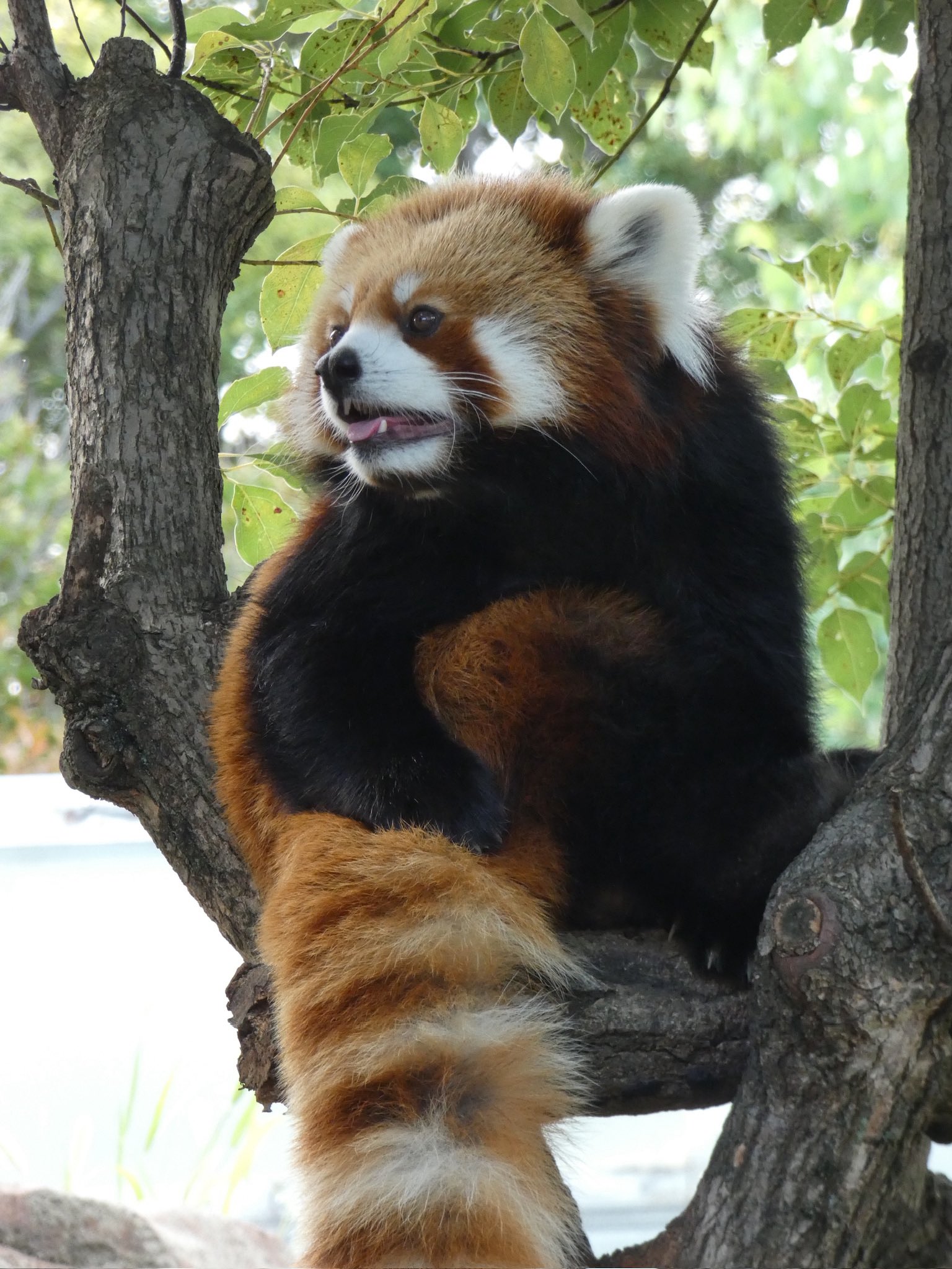 Jami (@redpanda3695) / X