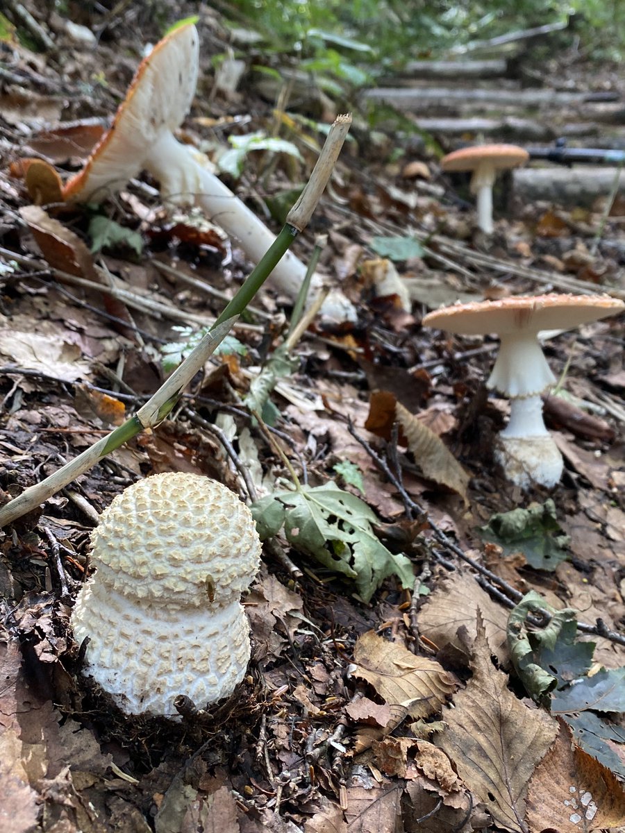 おおっと‼️
気絶😵するかと思ったわ❗️
大きくなれよ🍄