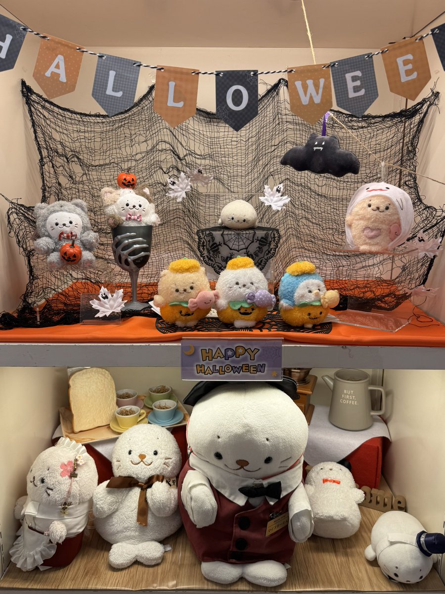 マイしろたん撮影