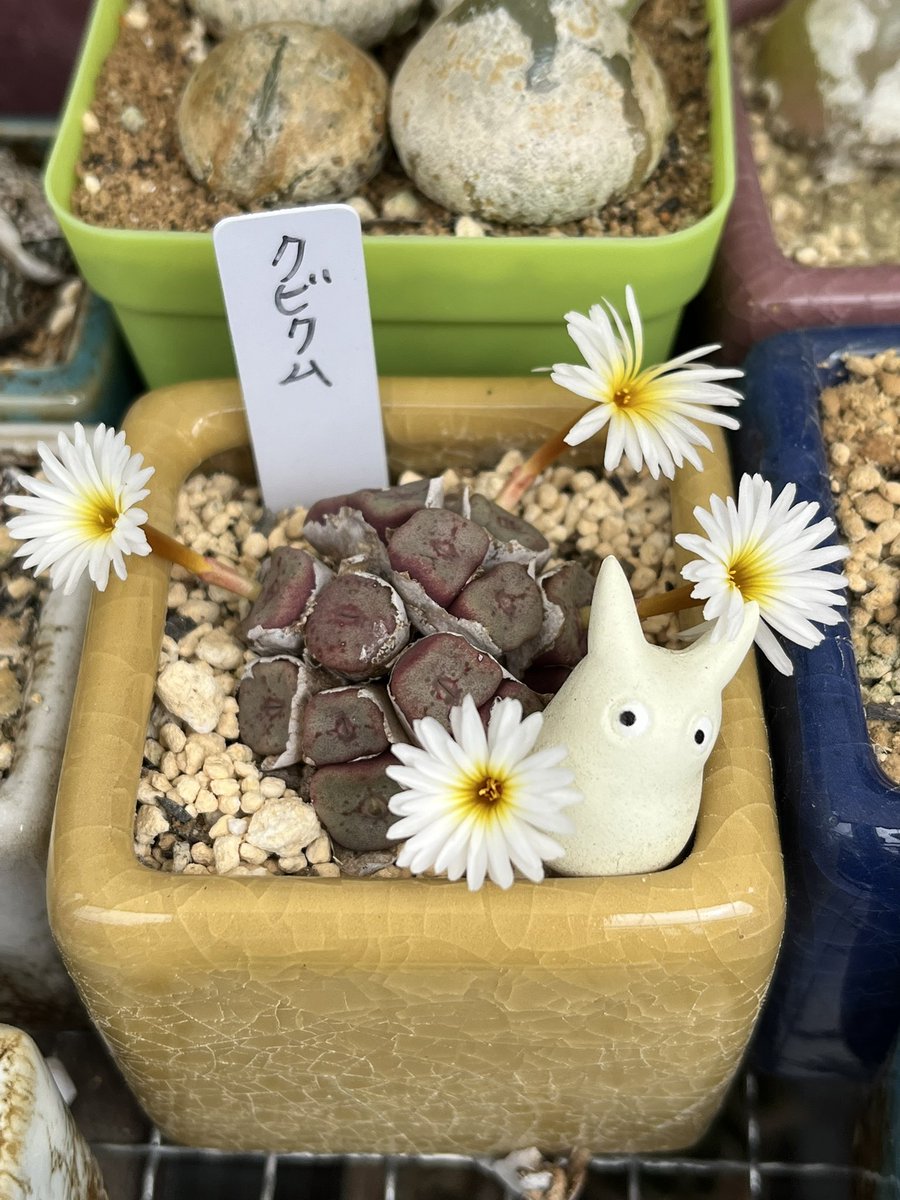 クビクム〜