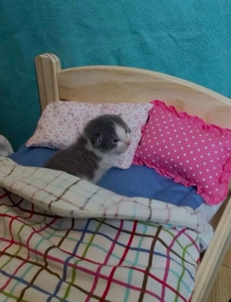 smol silly cat (@catsillyness) on Twitter photo 