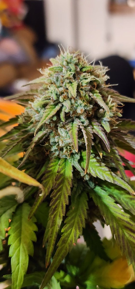 This <a href="/fastbuds420s/">Fastbuds420s</a> Cherry Cola Auto started out slow and it only got 18 inches tall, but it came on strong in weeks 3-6 of flower and finished like a true champ. Super sticky rock hard buds with that special mild cherry smell that just makes your mouth water. #growyourown
