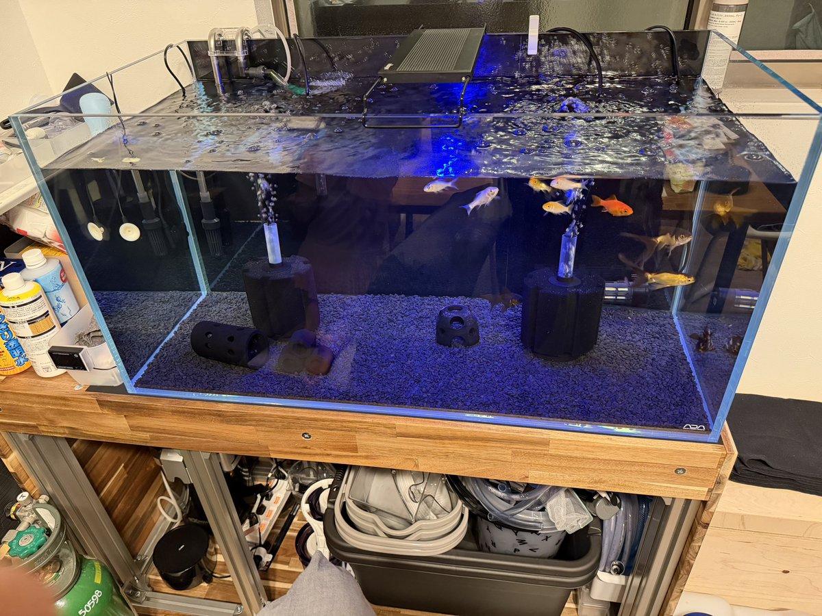 DIY_CF's tweet photo. ミスミのアルミフレームとアカシア材でnew水槽台をDIYした！
写真撮る余裕無かったけど床下もDIYで補強してます。床下潜るの2年ぶりくらいで死んだGも5匹ほど回収しました😇 https://t.co/81faAHNgTI
