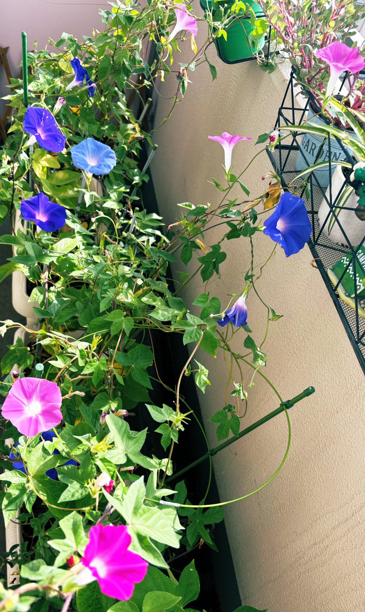 最近、ベランダで毎日毎日、朝顔祭り
綺麗すぎて花火みたいで嬉しくて
父親と母親にLINEで画像を送りまくってます❤️