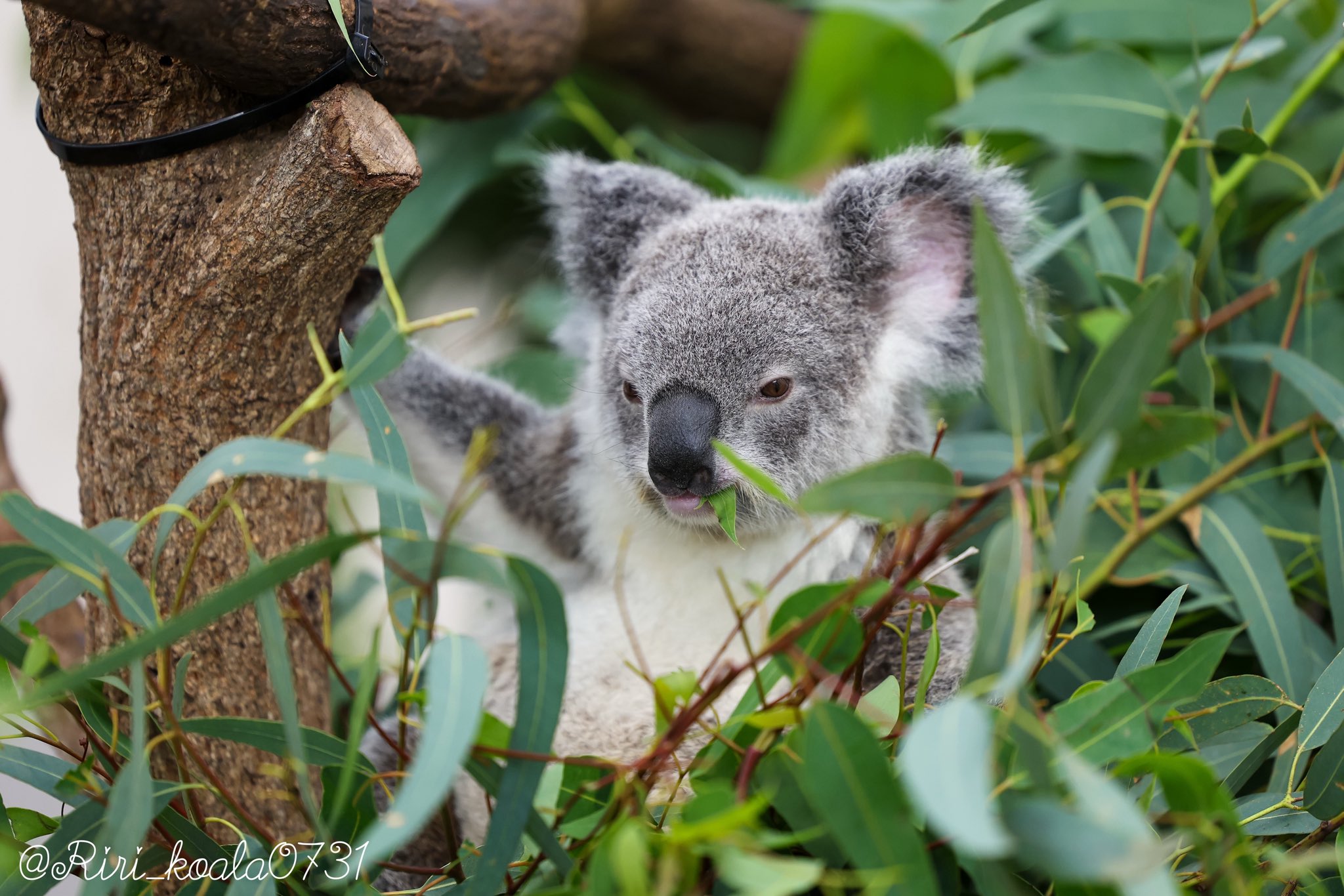 コアラ うちのオウキ、甘えん坊なのよ〜🐨🌸☺️ 20250721 🙅‍♀️無断