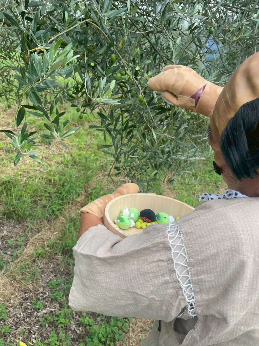 olive_arai's tweet photo. オリーブもそろそろ収穫の時季です、オリーブ洗いはこの季節ここ、澳オリーブで収穫のお手伝いします😄11月にはカフェも出来るので楽しみです👍
#OkiOlive
#今年はよく実ってます
#オリーブ洗い
#11月カフェオープン https://t.co/9YwCbXKp2T