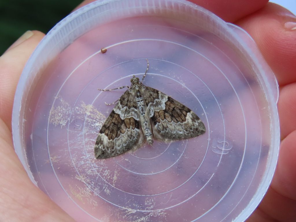 32 moths from 16 species caught in North Norfolk yesterday including Snout, Black Rustic, Large Ranunculus &amp;Spruce Carpet. #mothsmatter