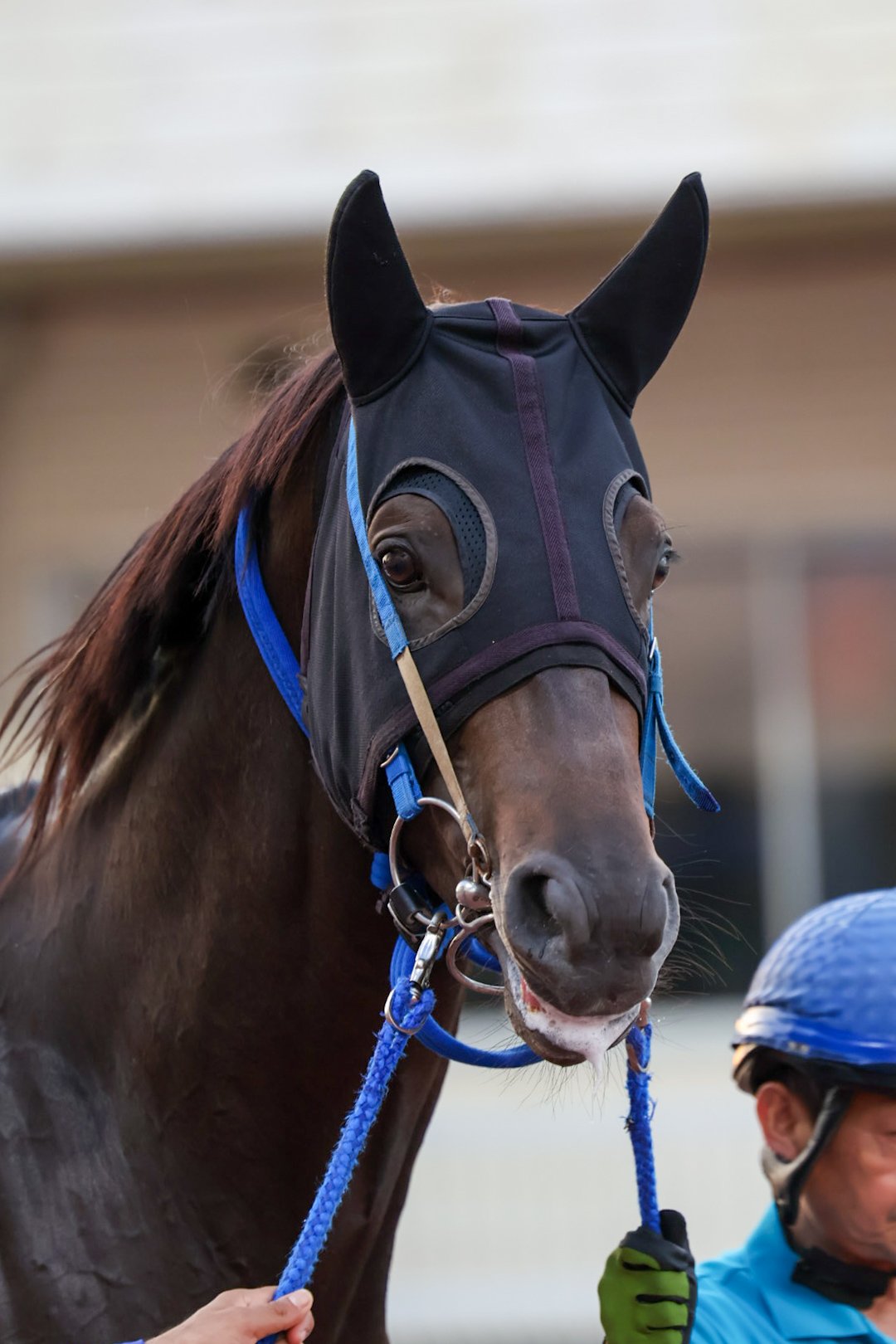 リオンディーズ - Search / X