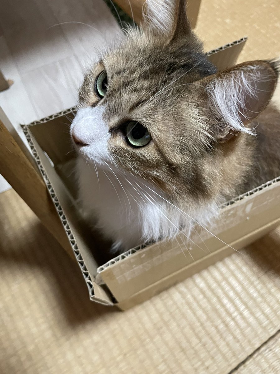 neconeco_8's tweet photo. 小さい箱大好きなぽんちゃん☺️
 #猫好きさんと繋がりたい
 #猫のいる暮らし https://t.co/QFfwgAwz9I
