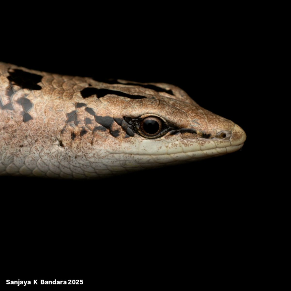Dasia haliana (Nevill, 1887)
Haly's Tree Skink

What a stunning species. I find the head movements of this species are exactly the same as other arboreal lizards like Cnemaspis podihuna. very interesting.