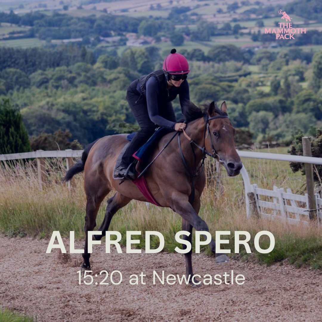 🚨Confirmed runner 🐎

Alfred Spero steps in to handicap company for the first time this afternoon at <a href="/NewcastleRaces/">Newcastle Racecourse</a>, racing up in trip to 1m 4f.

<a href="/GemmaTutty/">Gemma Tutty Racing</a> #horseracing #racingsyndicate #flatracing #newcastle