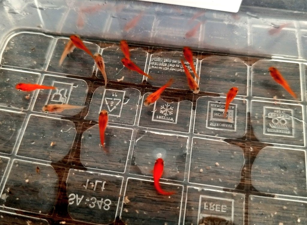 Bir balığın vedasıyla hüzne daldım, yavruların gelişiyle umut yeniden doğdu. Su, hayatın en yalın aynası