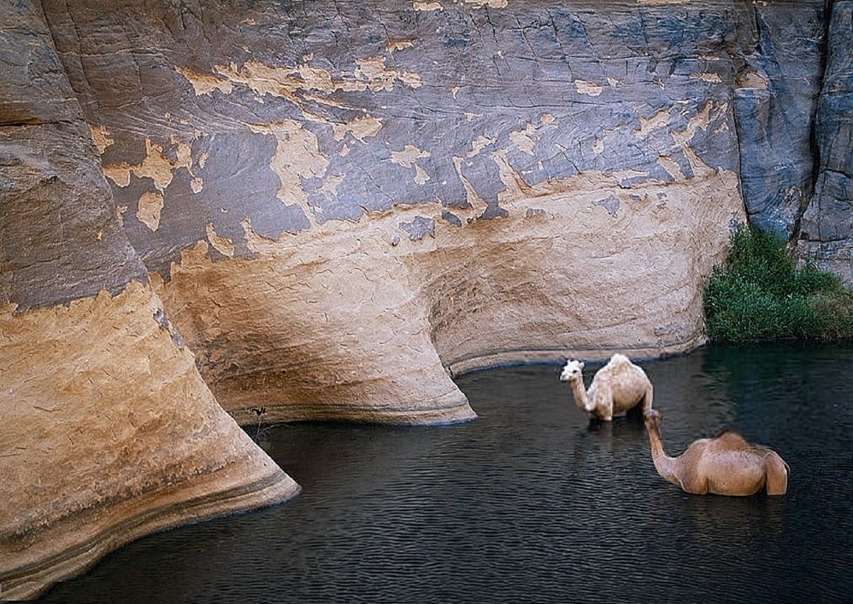 AfricaFirsts's tweet image. Camels crossing an oasis in Chad 🇹🇩