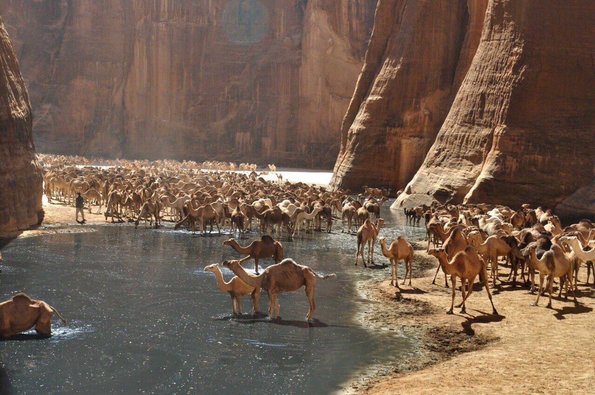 AfricaFirsts's tweet image. Camels crossing an oasis in Chad 🇹🇩