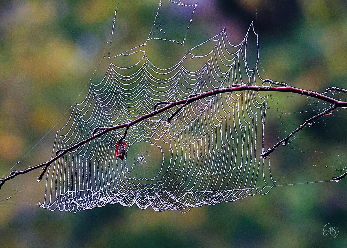 AnnBruen's tweet image. Looked on with awe at this spider’s canvas painted with morning dew at Plitvice Lakes, Croatia. Amazing how these tiny architects can weave such grand design. 🕷️🕸️
#spiderweb #plitvicelakesnationalpark #tinyarchitect #canonr6photography