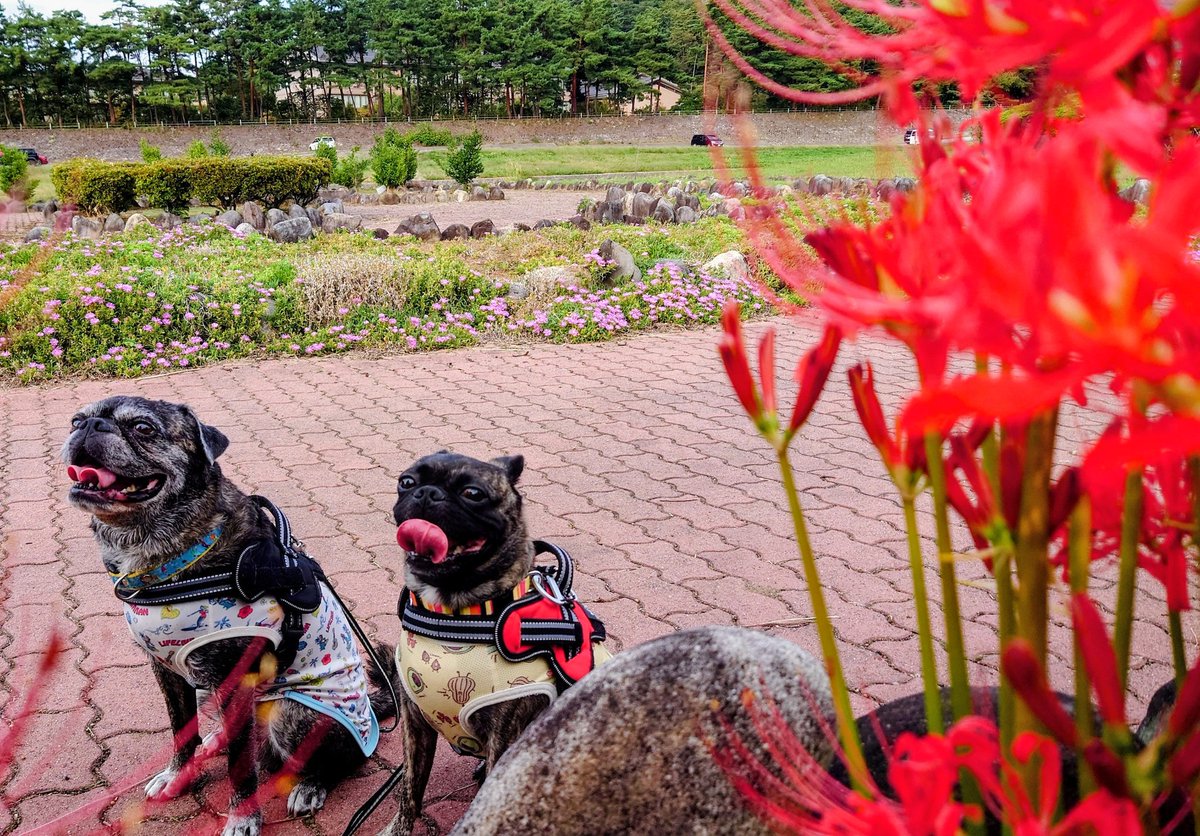 ぱんた (@panta0127) / Posts / X