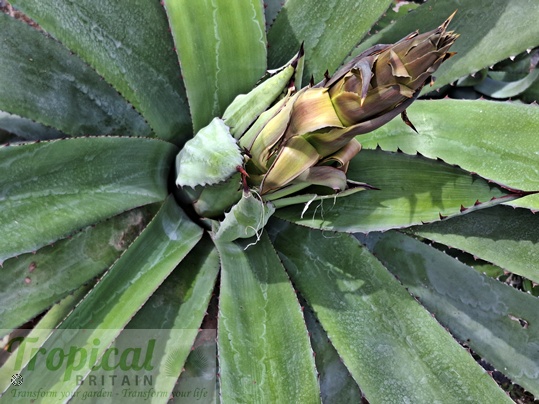 Agave cupreata