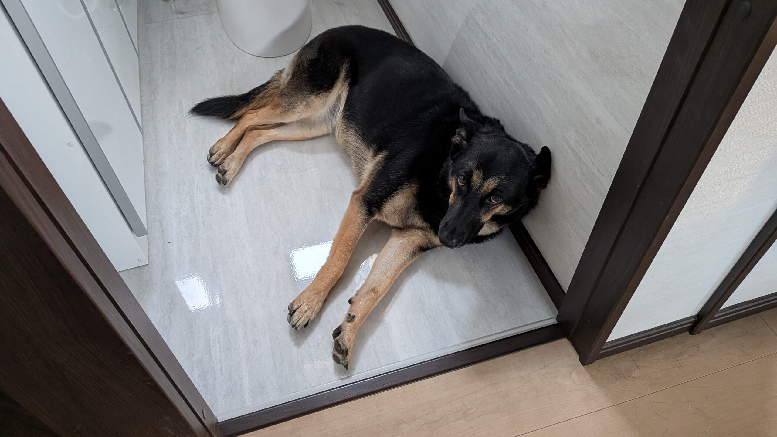 犬 今週2件ブリーダーからの保護がありました。 1件はシーズー2匹と