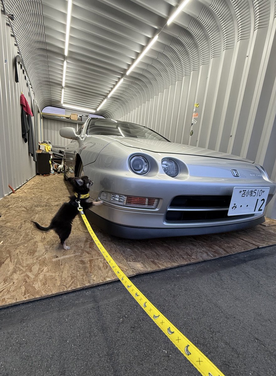 fuyu_4a2u's tweet image. チワワとインテ