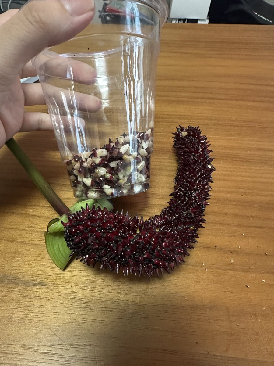 Masaya (@masaya_zxrs) / X