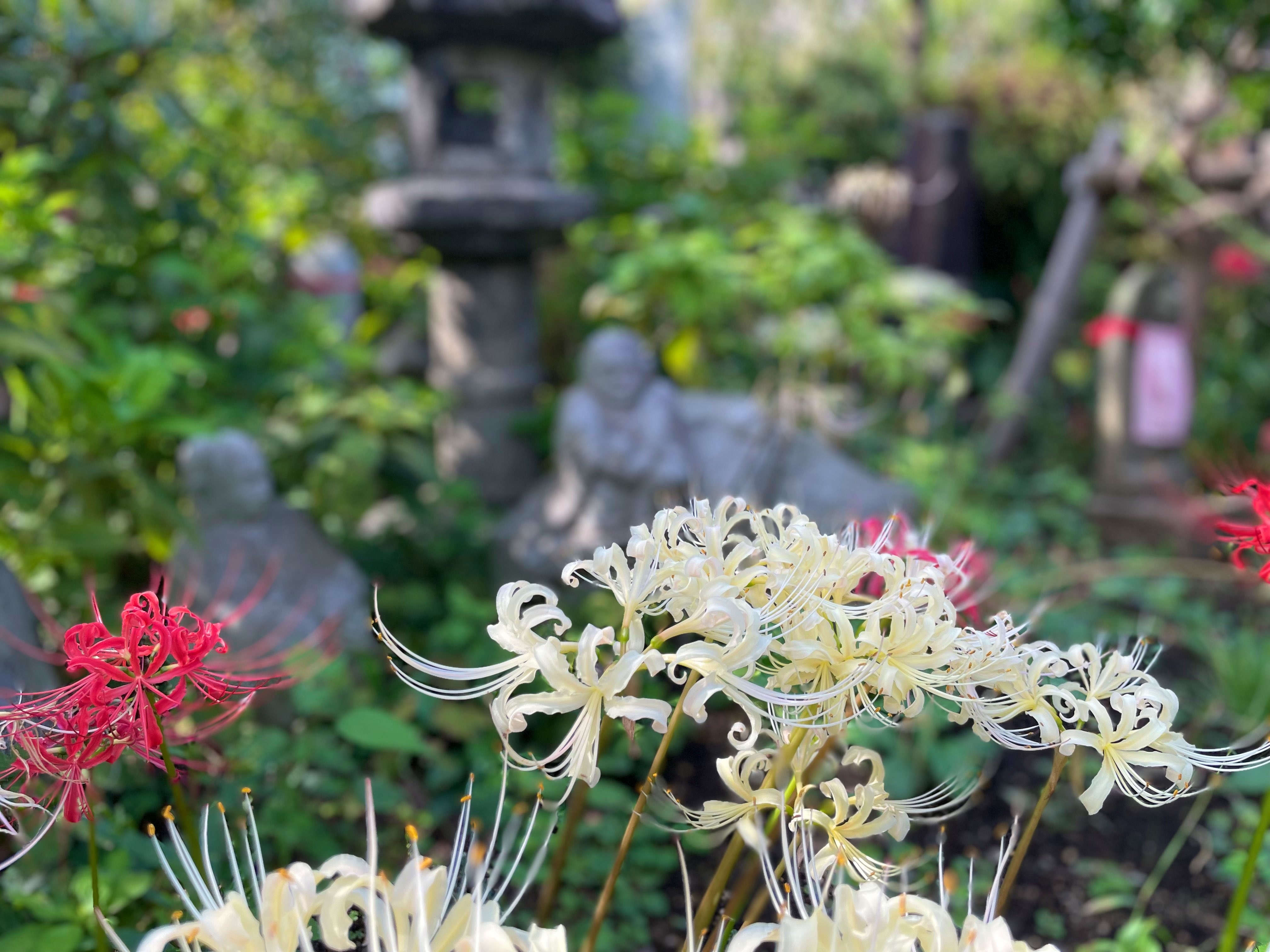 彼岸花 toyokun🪽 on X: 