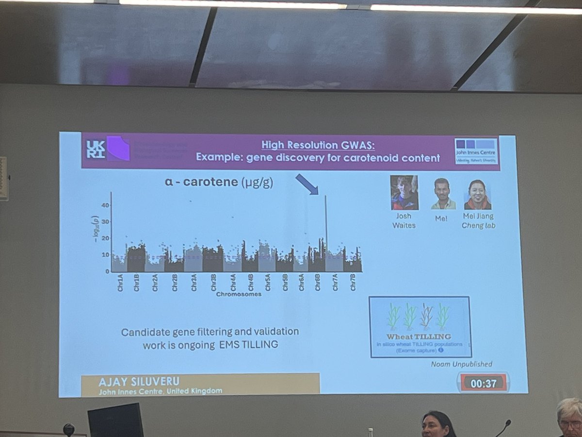 Ajay_Siluveru8's tweet photo. Pleased to have presented my work as talk and poster, at Seed to Pasta 5 International Conference.
A great experience meeting experts and learning from the global wheat breeding & research community!
#SeedToPasta5 #WheatResearch
#Wheatgenetics https://t.co/liX4Bys9fZ