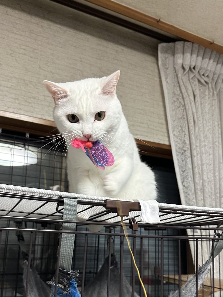 🌹ゆとり🌹 tweet media