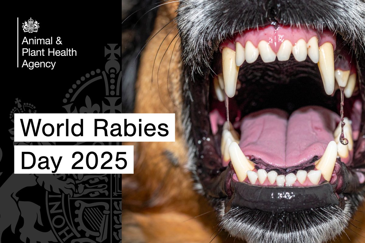 APHAgovuk's tweet image. Every nine minutes, rabies claims a life, yet it is entirely preventable. 

Read more about APHA’s long-standing commitment to end dog-mediated human rabies by 2030: aphascience.blog.gov.uk/2025/09/28/aph…
#APHAscience #Rabies #WorldRabiesDay