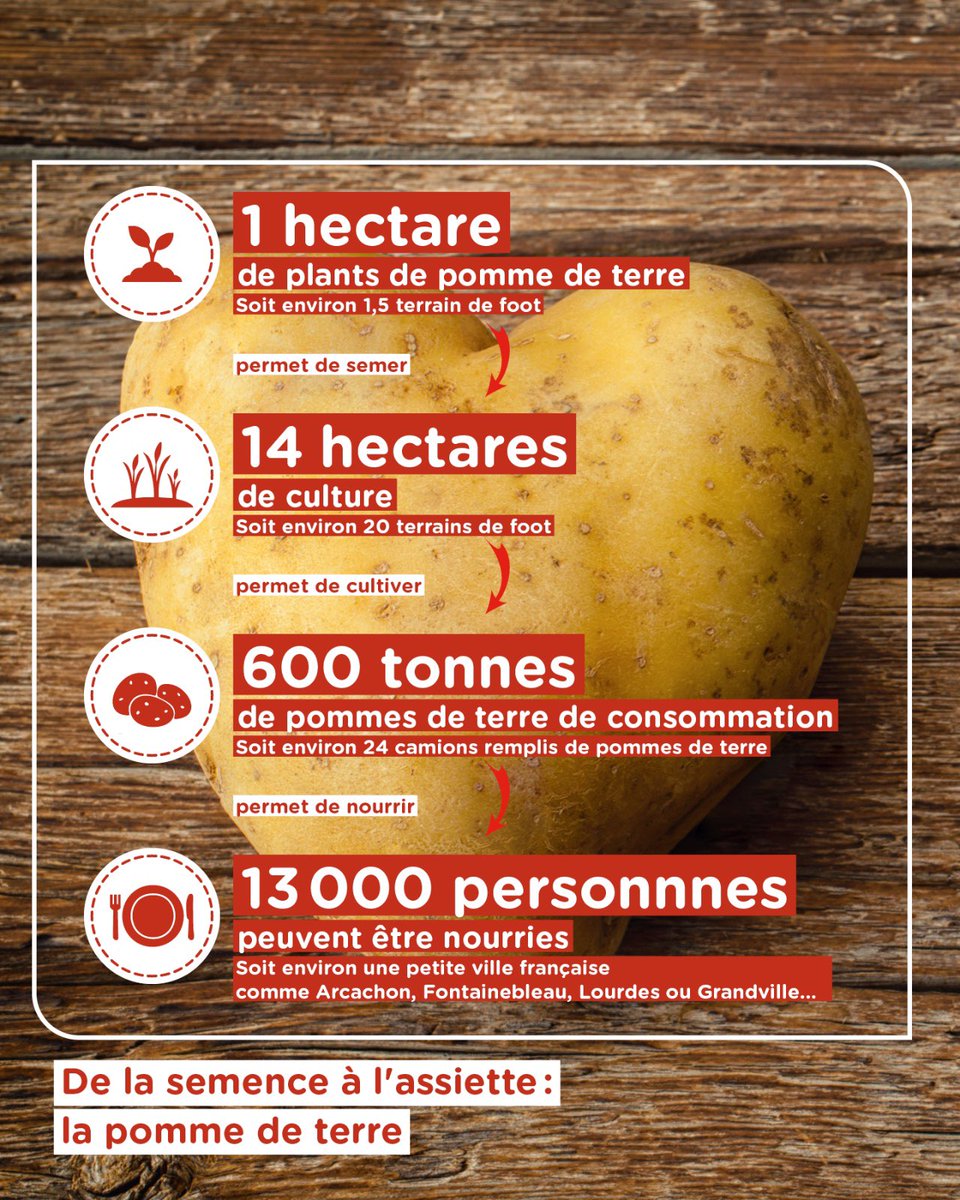 🥔 1 hectare de semences de pommes de terre = 1,5 terrain de foot…

👉 À l’arrivée : 600 tonnes de PDT = de quoi nourrir tout un ville française de 13 000 habitants!

Ces ordres de grandeur parlent d’eux-mêmes et rappellent l’importance des semences 👇