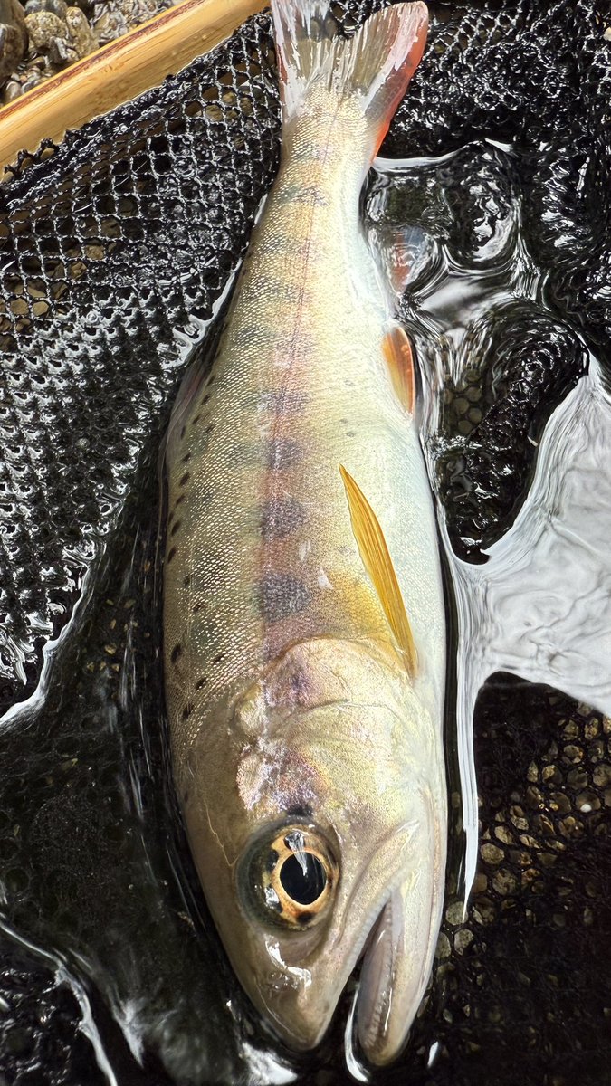 ヤマメ - Search / X