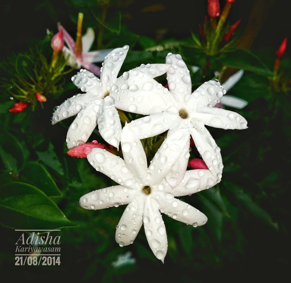 adisha_kari's tweet image. ✨Morning dew on star jasmine (Jasminum multiflorum) — delicate white petals, pink buds, and nature’s sparkle 💧🌿📸 #NaturePhotography #Jasmine #MacroMagic