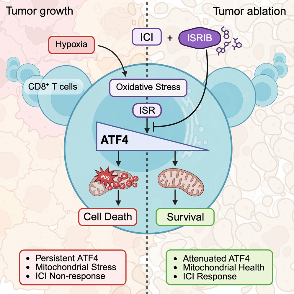 📢Last weeks #immunometabolism discoveries <a href="/Bims_BiomedNews/">Bims: Biomed News</a> ⬇️⬇️⬇️

biomed.news/bims-imicid/20…

Highlights:
Intra-tumoral hypoxia promotes CD8+ T cell dysfunction via chronic activation of integrated stress response transcription factor ATF4.