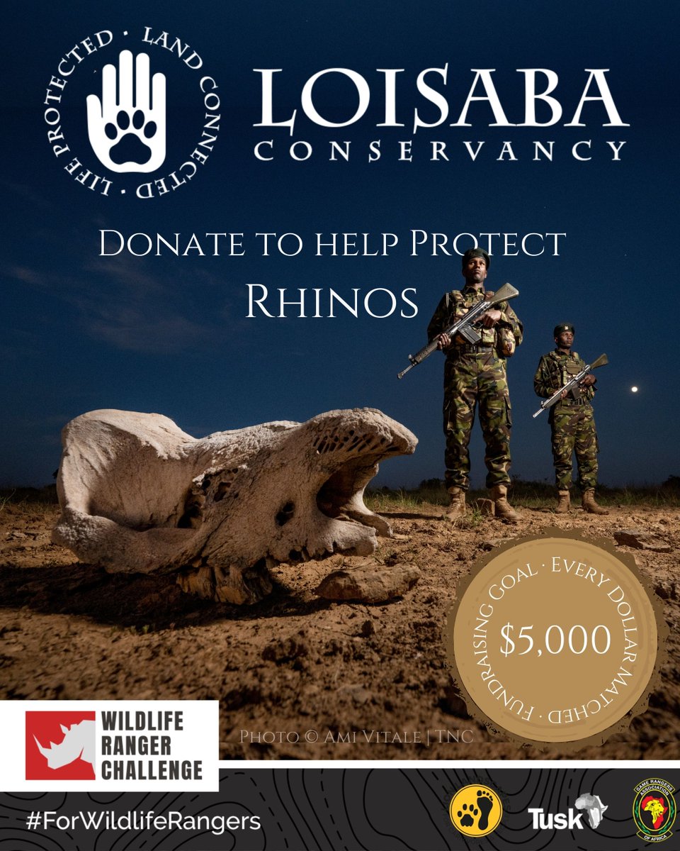 50 years after the last eastern black rhino was poached at Loisaba, we reintroduced 21 rhinos in early 2024. With 3 calves born &amp; 0 poaching incidents since 2017, hope remains strong. 

🔗 Support today: wildlife.rangerchallenge.org/campaigns/Lois…

📸 © Ami Vitale | Courtesy The Nature Conservancy