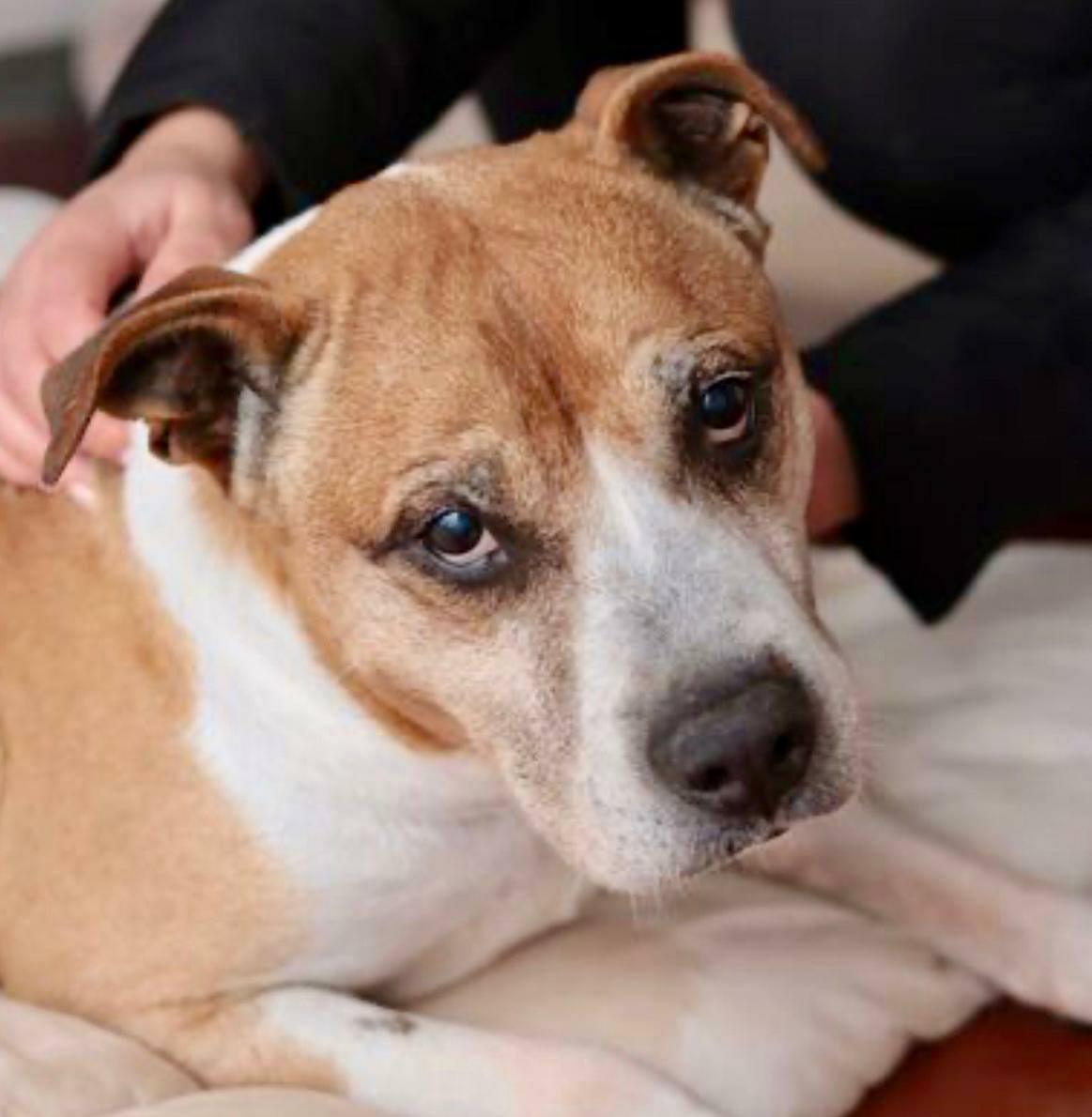 SOS Abuelos (@sosabuelos1) on Twitter photo #Albacete
#ZEUS tiene 13 años. Lo abandonaron atándolo a la valla hace ya muchos, desde entonces, ha permanecido aquí, invisible, en silencio…
En su vida ha habido y hay demasiado sufrimiento, necesita ayuda!, un hogar…! #Sordo, con una mielopatía degenerativa… ¡Transmite #Albacete
#ZEUS tiene 13 años. Lo abandonaron atándolo a la valla hace ya muchos, desde entonces, ha permanecido aquí, invisible, en silencio…
En su vida ha habido y hay demasiado sufrimiento, necesita ayuda!, un hogar…! #Sordo, con una mielopatía degenerativa… ¡Transmite